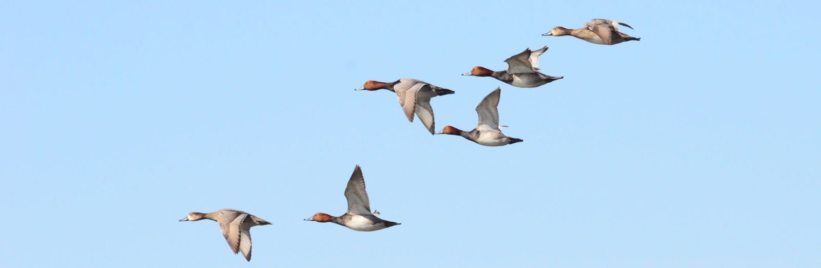 Los Fresnos Wildlife